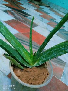 Aloevera Plant