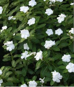 Beautiful Flowering plants seeds