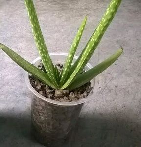 Snake Plant And Aloevera Combo 🥰 (SAPLINGS).