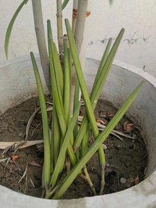 Oleander Plant Seeds Home Grown