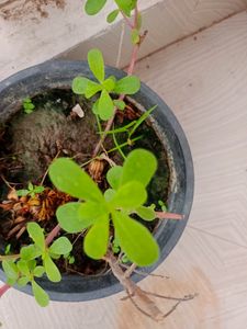 Combo Of 20 Stems OfWhite Portulaca Nd Red Purlane