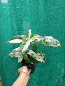 Sygonium Albo Variegat