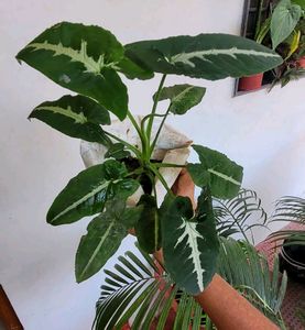 Set 2 Big Mango &amp; SYNGONIUM WENDLANDII Plants