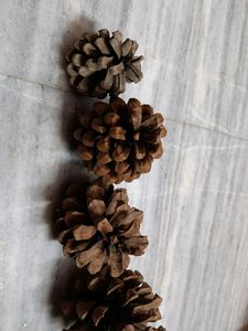 Combo Of Pine Tree For Decorations