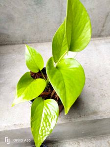 Assorted Houseplant Bundle