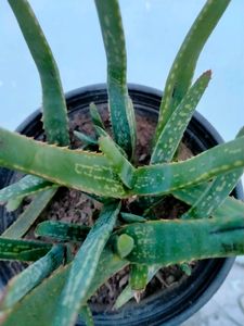 Aloe Vera chinensis