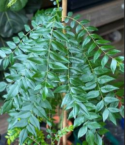 Curry Leaves