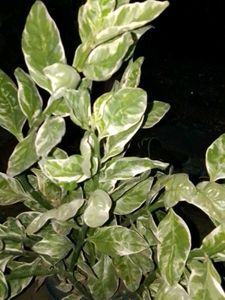 devil backbone succulent plant