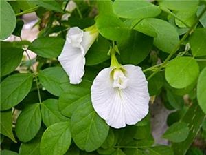 Aprajita White Flower Seed 15pc.