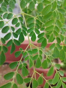 Fresh Drum Stick Leaves