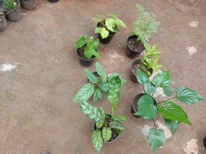 Plants