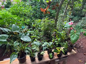 10 Live Root Plants
