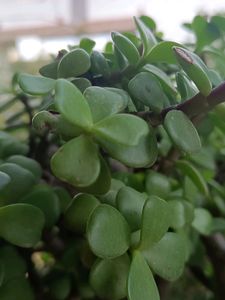 Jade Plant Healthi