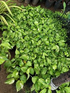 Golden Money Plant 🌱
