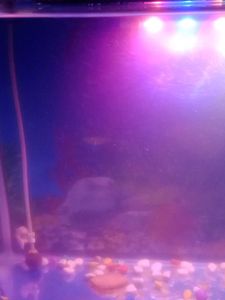 Aquarium - Perfect for Fish!