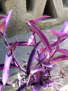 Tradescantia Pallida 'Purple Heart' Plant