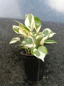 Moneyplant