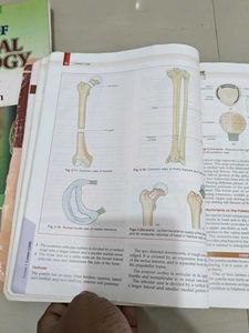 Human Anatomy Textbook - Volume 2, 6th Edition