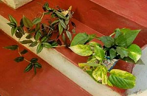 Set 2 Evergreen Money & Zabronic Plants