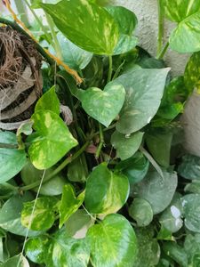 Two Varieties Of Money Plant (Cutting,Three Each)