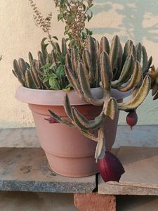 Maroon Cup Plant-Real