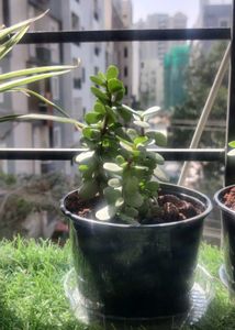 Portulacaria Afra