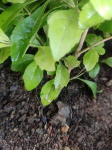 SALE 💥💥🌟Elegant Golden Duranta Plant 🌿✨✨🌿