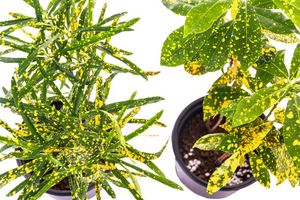 2 Type Of Croton Big Size