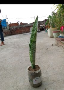 Original Snake Plant