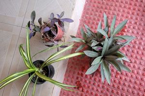 3 Set Moses Cardle, purple Heart ,Pandanus veitchi