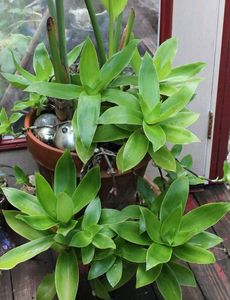 Basket Plant