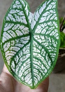 Caladium Plant