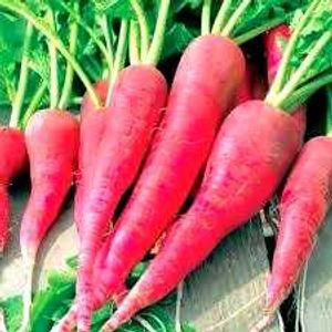 Organic Red Radish 500 Seeds