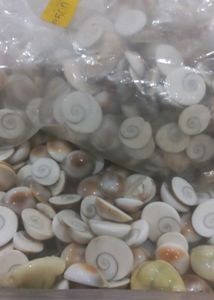 Gomati Chakra (15 )