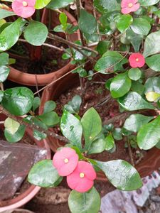 Crown of Thorns Plant