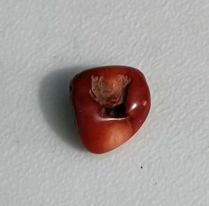 Real Red Coral
