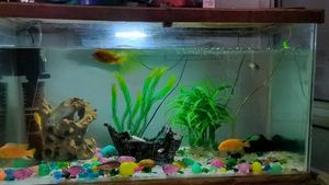 Big Size Aquarium