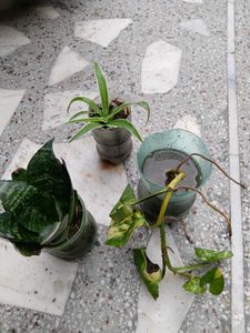 Rooted Plant