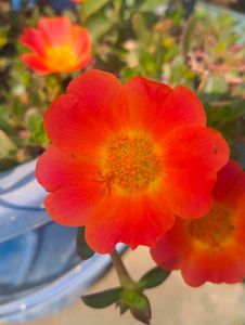Purslane X