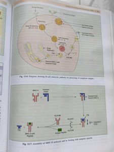 Essentials of Immunology