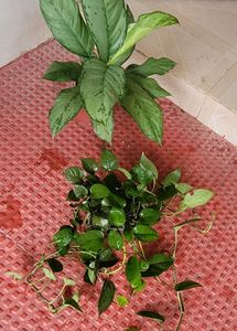 Set2 Plants Evergreen Money& dieffenbachia seguln