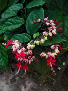 Red Bleeding Heart