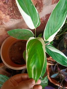 10 New Plants
