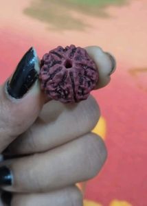 Panchmukhi - Rudraksha With Gifted.