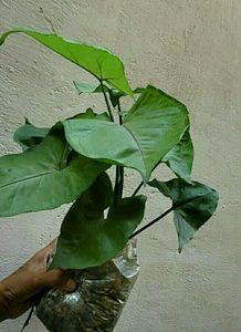 Arrowhead Plant 🌵