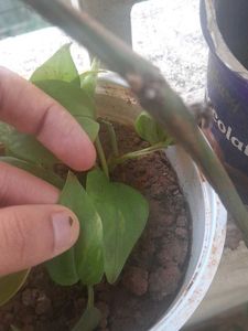 Real Rooted Pothos Plant Saplings, 5 in one