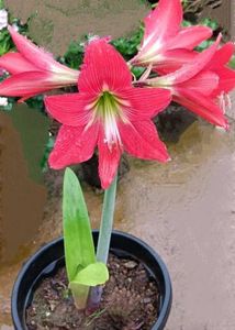 Combo Of 5 Plants Bulbs