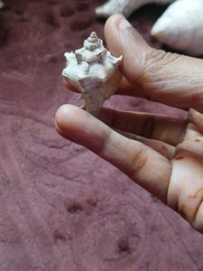 free delivery (Rare( Unique Murex )Seashell