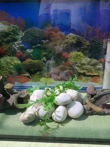 Aquarium With All Accessories