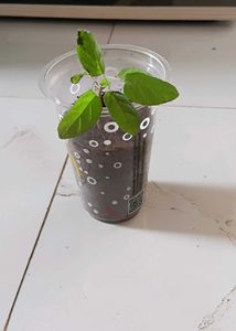 Tulsi plant